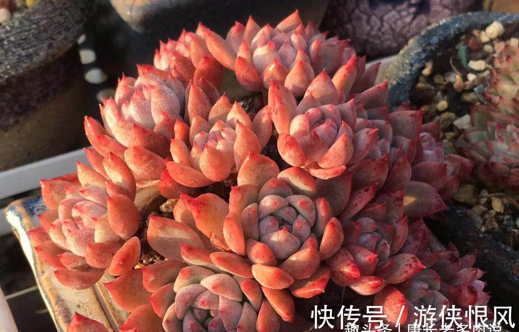 霜降说霜花，霜叶红于二月花——易红易爆盆的多肉霜花，养过否？
