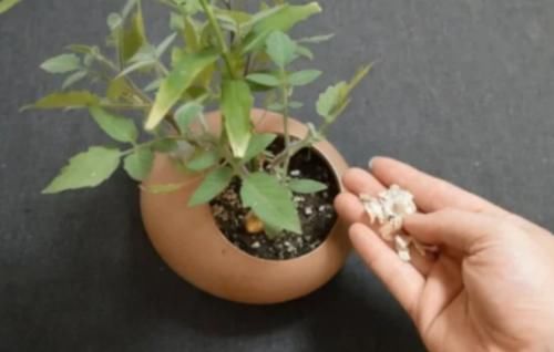 花盆里撒上一点,不管养什么花根壮叶绿爆满盆,再难养的花照样活
