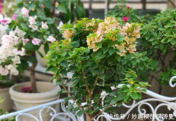 三角梅|45种三角梅品种,红、橙、黄、绿、白、紫,每一种都很好看!