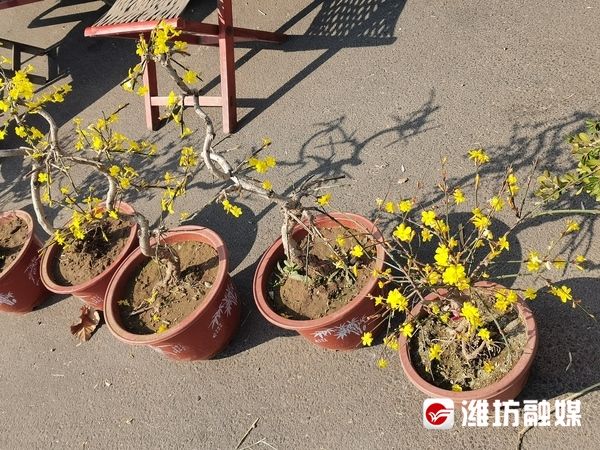迎春花开报春来