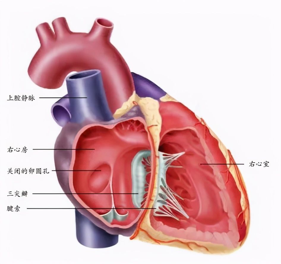 身体|你天然拥有的无价之宝——身体