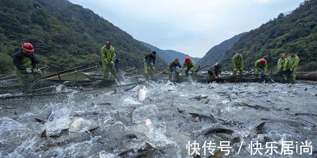 鲢鱼|“四大家鱼”是哪四种鱼别再答错了,鲤鱼和鲫鱼都不是!