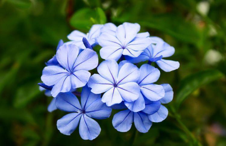 漂亮|4种花养家里，随便养都能活，漂亮迷人，花开多又香