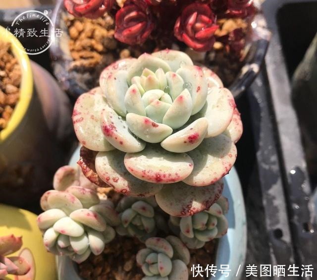 它才是杀死多肉的大“黑手”,要注意4点预防,后2点是自作自受!