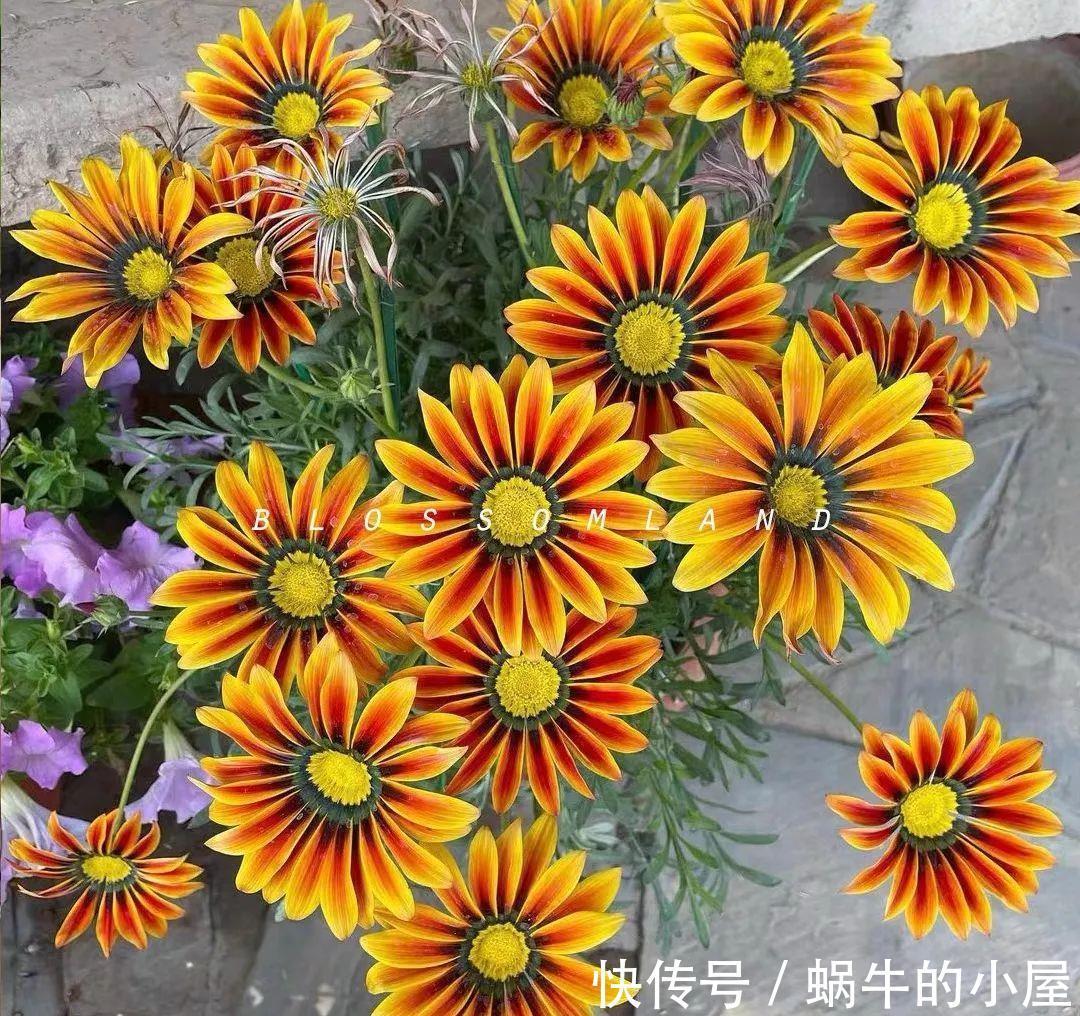 三角梅|7种“泼辣花”,耐晒又抗热,40度高温使劲晒,花苞满满晒出来