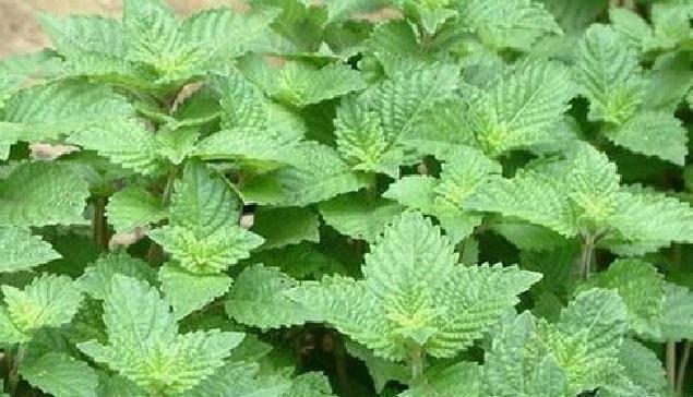 肾炎草|这野草,人称“肾炎草”,是极品中药,农村很常见,遇见请重视