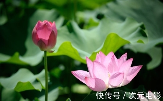 少数人|11月上旬，4属相吉星庇佑，财运亨通，桃花旺盛，生活富足美满