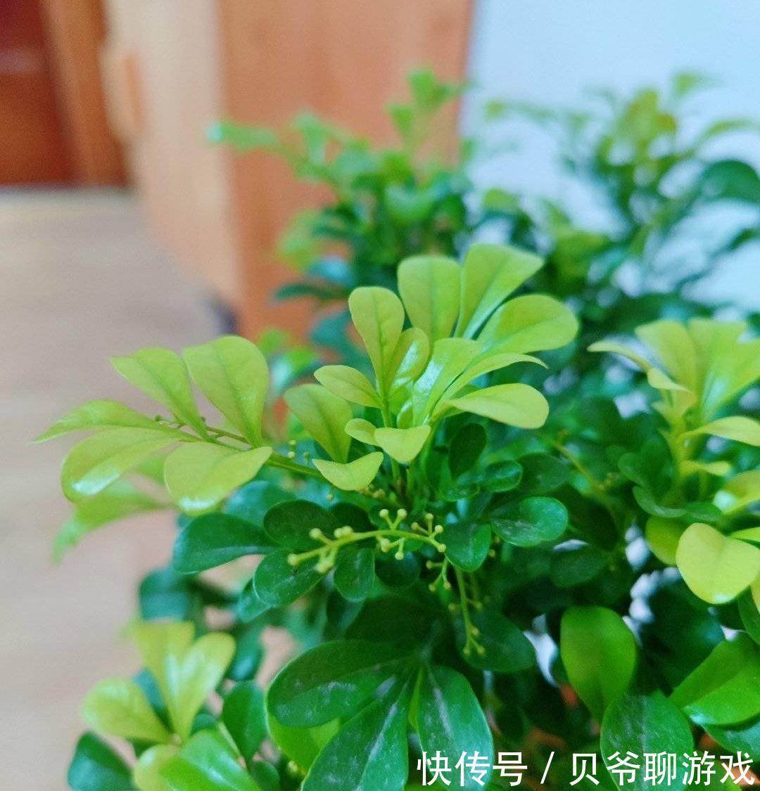 米兰花如何过冬?做好2点,顺利过冬,叶子绿花苞很多芳香迷人