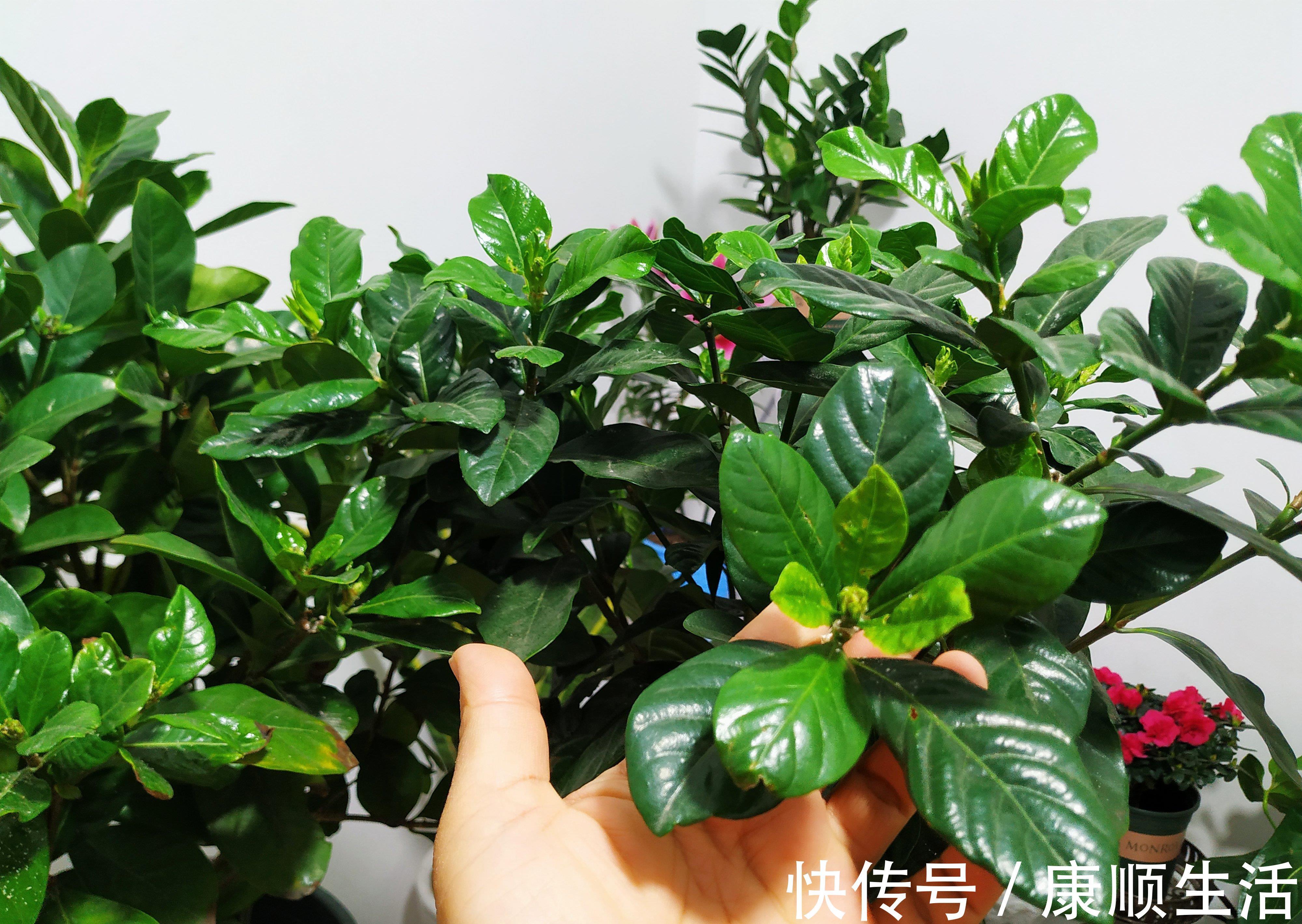 怪不得养花老是死,这些花都喜“酸水”,吃了酸不黄叶