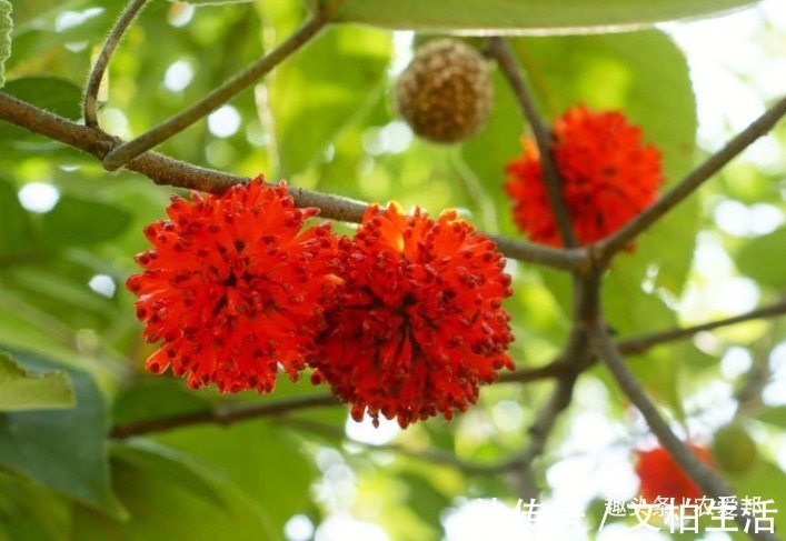 农村|农村这种野果称为“假杨梅”估计很多人小时候都吃过这个果子！