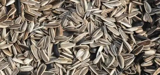 清液|君子兰长势差,都怪盆底没有养花肥,两种料加进去呼呼长新叶开花