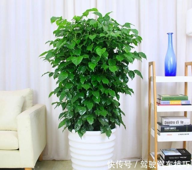 幸福树掉叶不要怕,死记这几招,叶子油亮枝繁叶茂!