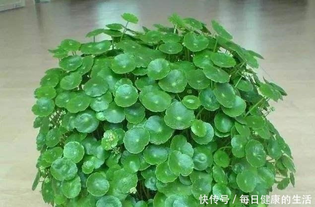 家养铜钱草，财源滚滚来，黄叶也不怕一招爆满家，瓶瓶罐罐全是它！
