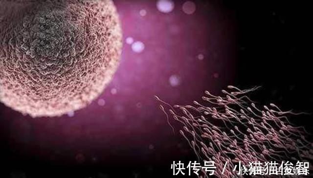 女性|别再为了怀孕计算排卵期了,看身体反应,出现三个说明排卵期来了