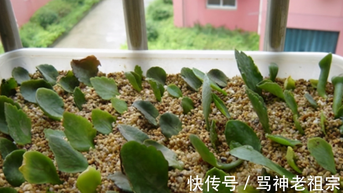 3种可以叶插的花卉,很容易成活,新手“玩”可以,但是养大很难