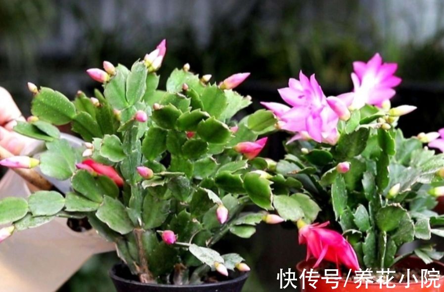 家里养的长寿花蟹爪兰，10月做好3件事，让它尽快孕育花苞