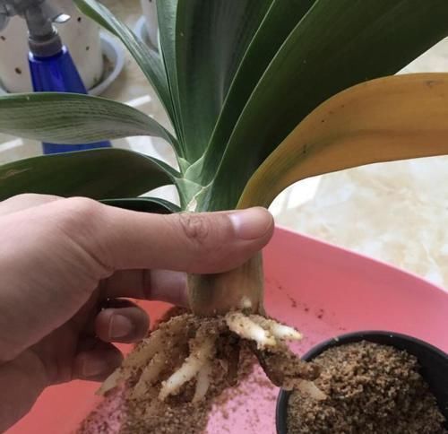 根系|让君子兰“快生根”用上1种“好宝贝”,2周长满狗牙根