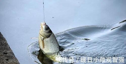 小鱼|夏天钓鲫鱼学会这几招，轻松避开小鲫鱼，咬钩的全是大板鲫