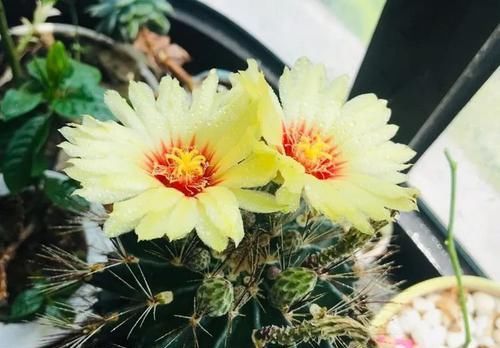  开花|仙人球不开花？多做三动作唤醒它，催出一圈芽开出层叠群花