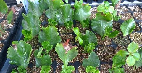 种花|5种花,6月扦插正当时,越热生根越快,现在繁殖几盆成大户