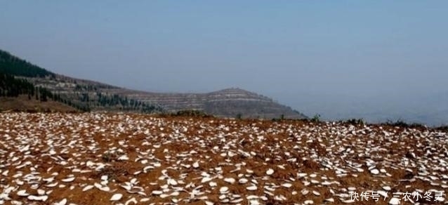 你见过农民在山里剖晒地瓜干吗?地瓜干有哪些用途?