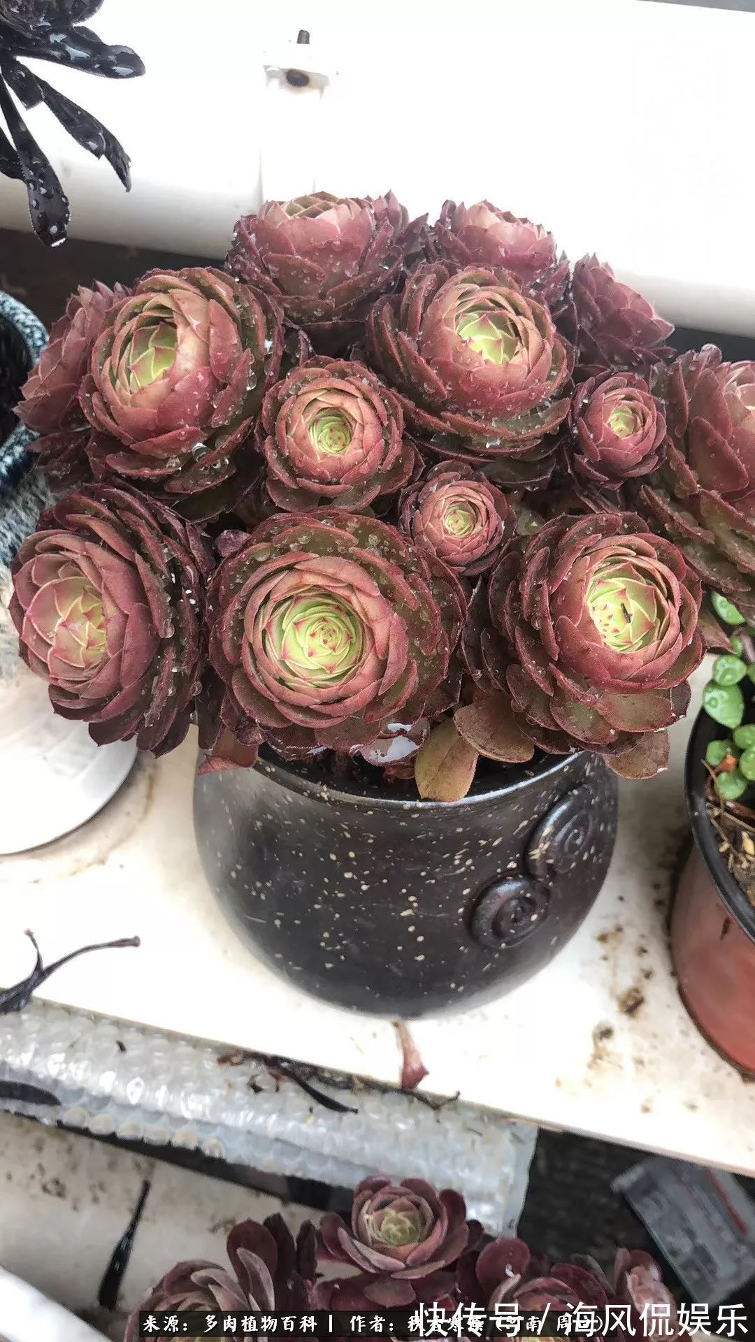 华丽|多肉千万种，我独爱法师！爱它的霸气，更爱它的华丽蜕变！