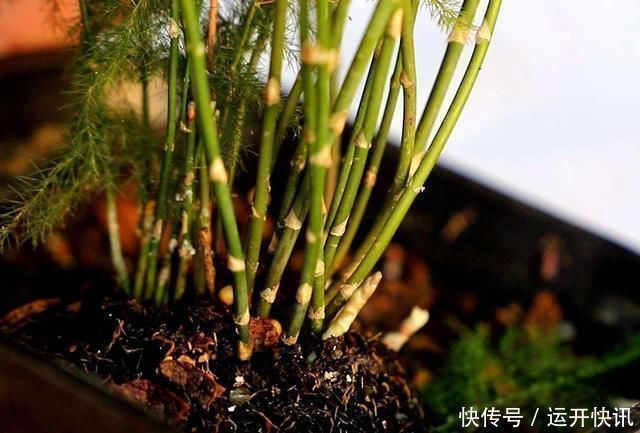 文竹|给花喝点救命水,一夜冒芽绿油油,黄叶烂根全没了