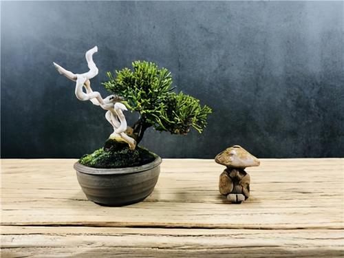 想要养好系鱼川真柏盆景，就要先了解它的生长习性，做好日常养护