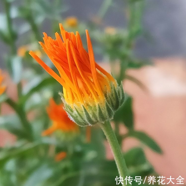 现在花市可热闹，5块钱一盆的年宵花，不买你就吃亏了