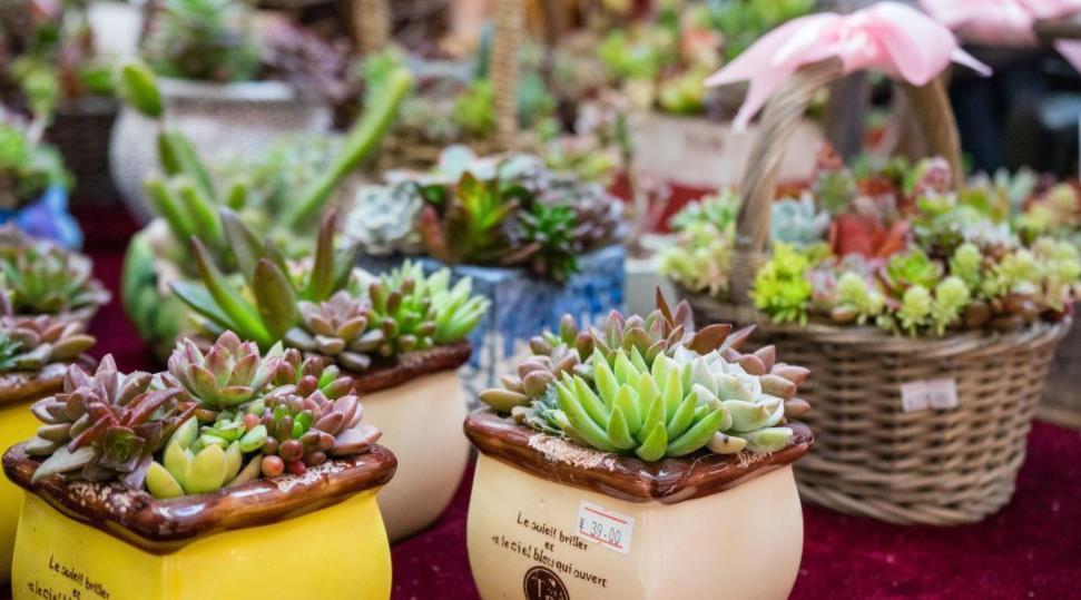 花友|夏季入手养殖多肉,磨合好这3方面,没有烦恼