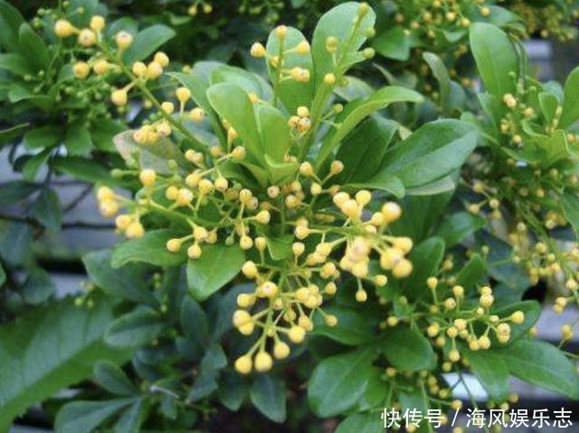 花卉|6月底,2种花卉的枝条“别丢”,插在土壤里,8天就生根,变盆栽