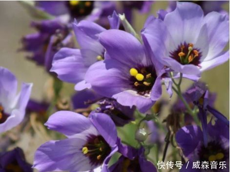 养此款花卉，很好养，四季开花，花色美丽，种植容易，盆栽养花选它