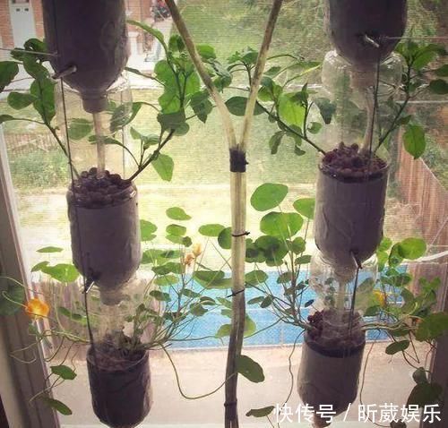 8个用塑料瓶制作的景观,有人觉得好看实用,但有人说丑爆了