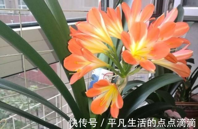 君子兰|这种“大补肥”,君子兰最爱吃了,半个月用1次,新芽抽不停
