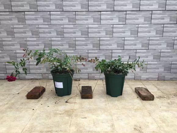 长寿月季花后赶紧剪一刀,剪完就开花,一直剪一直开!