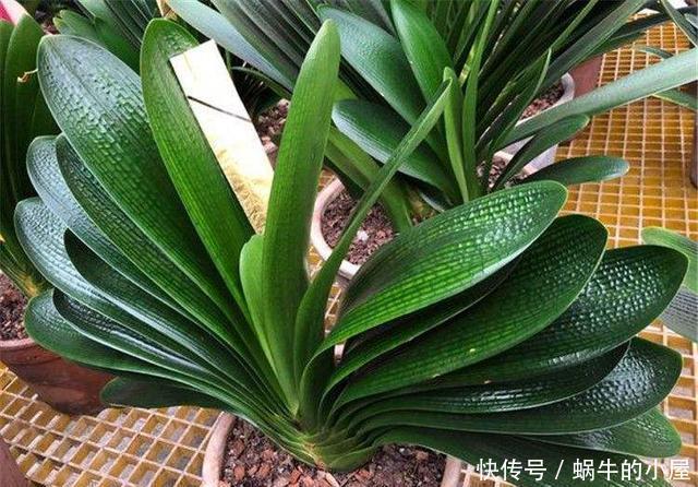 鸡蛋壳也有大用处,这些植物用了鸡蛋壳,有了大改变