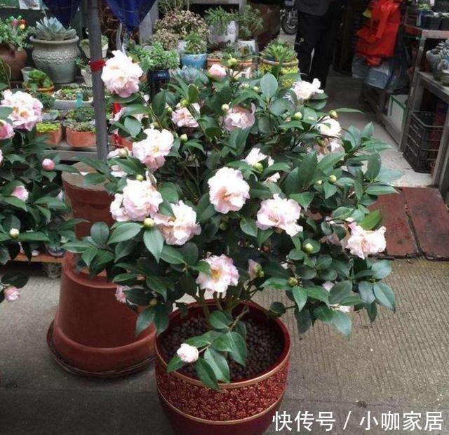 不烂|冬季养茶花,总共分4步,做好叶片不干不烂,保持油绿开满花!