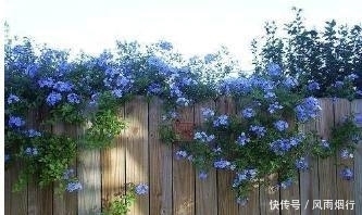 阳台上|这5种花最适合新手养,花期长、好养活!再懒的人都能养爆盆!