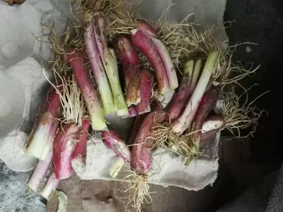 日照|阳台种小葱，注意3点，叶子猛蹿，割了一茬又一茬，收获不断！