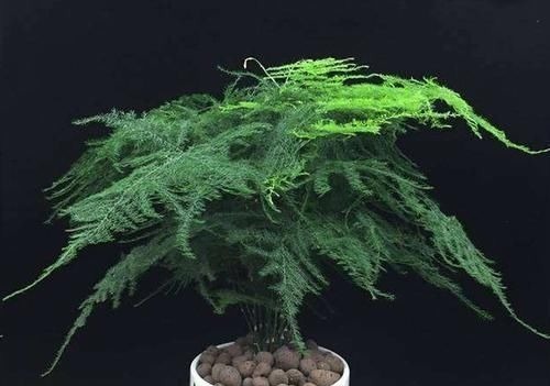 想要文竹长的旺,最好施什么肥?知道一点施肥再也不犯难!