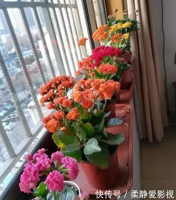 长寿花不长花苞怎么办,用点小技巧,花苞蹭蹭的冒