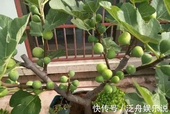 路边遇到4种花,别放过,掰个枝子长一盆!观叶赏花又好吃