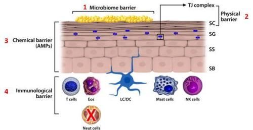 皮肤又油又干还爱起屑是怎么回事？