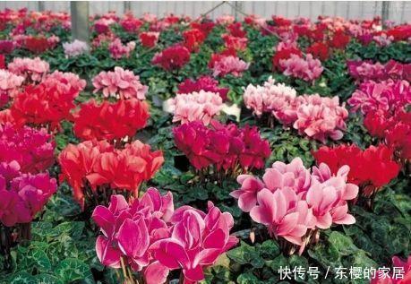 磷肥|养花用此2种壳,都是天然磷肥,盆埋1点,花朵开爆盆