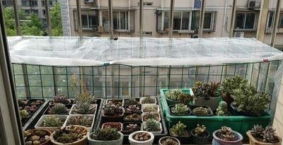 冬季盆栽蟹爪兰怎样防冻?有没有必要罩上塑料袋保温