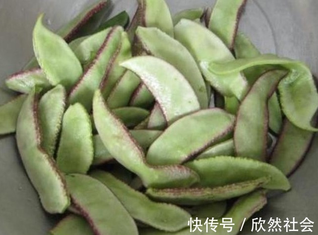 食用价值|这菜每吃一斤，相当于8杯牛奶，15个鸡蛋，可惜知道的人不多