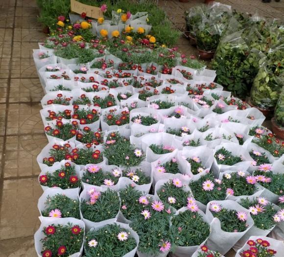 这个季节,适合养玛格丽特,好养价格还便宜,爆花效果很震撼