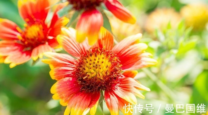 天人菊|6种公园常见的花,造型独特,开花美爆了