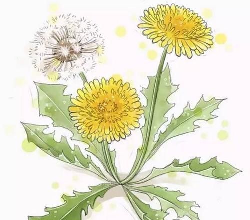 蒲公英|有一味草药被称为“草药皇后”,清热解毒,消肿散结,还补脾和胃