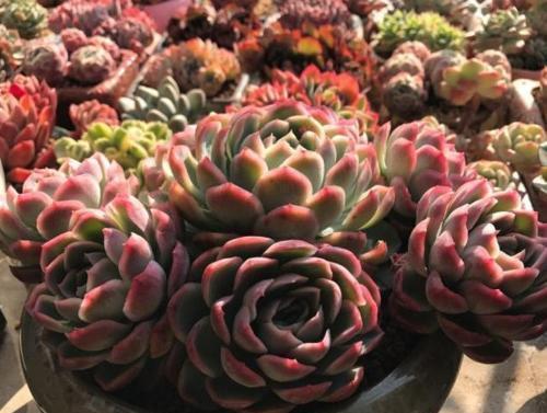 花卉|家里养花,2种东西掺盆里,土壤疏松透气,比淘米水强10倍!